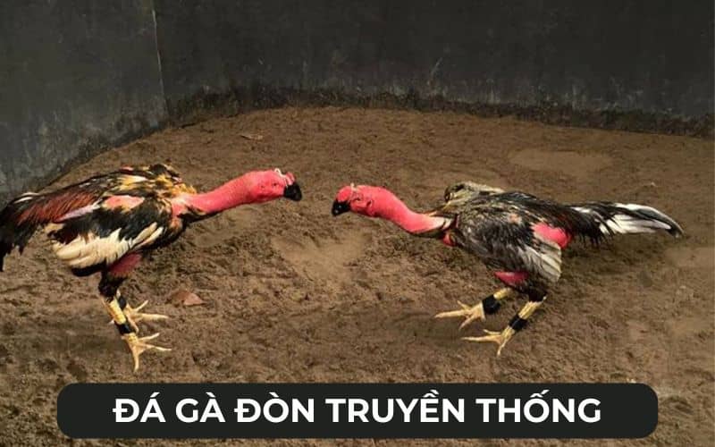 Đá gà đòn truyền thống đầy nghệ thuật Đá gà đòn truyền thống đầy nghệ thuật