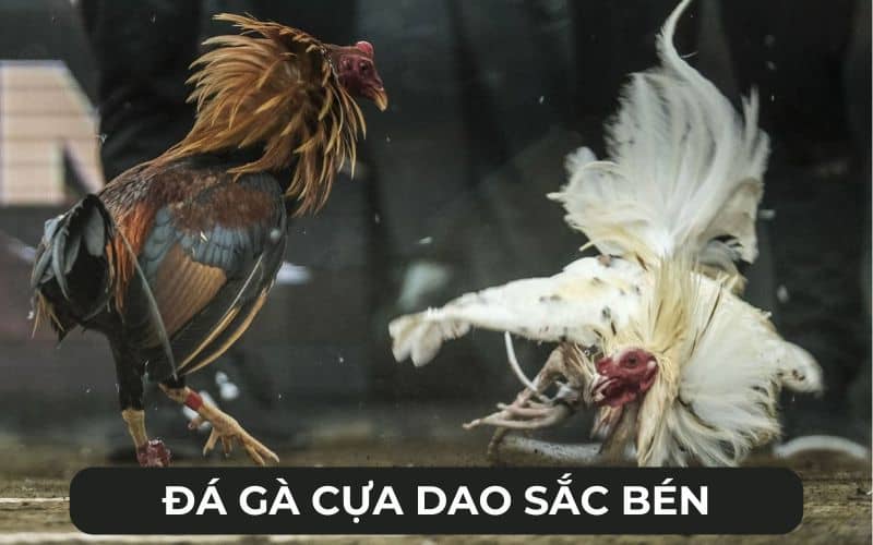Hình thức đá gà cựa dao sắc bén Hình thức đá gà cựa dao sắc bén