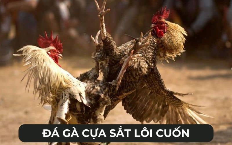Hình thức đá gà cựa sắt lôi cuốn Hình thức đá gà cựa sắt lôi cuốn