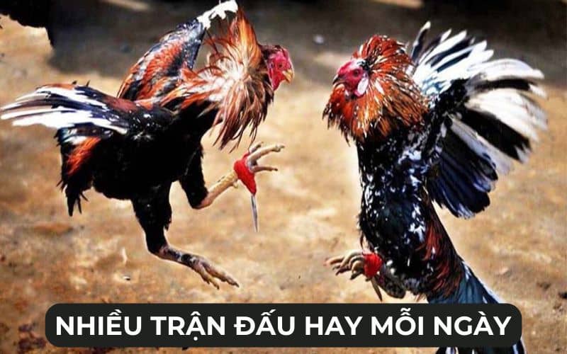 Nhiều trận gà hấp dẫn mỗi ngày Nhiều trận gà hấp dẫn mỗi ngày